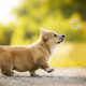 Illustration for article titled Những thông tin thú vị về Corgi Welsh – Giống chó chân ngắn siêu đáng yêuem/em
